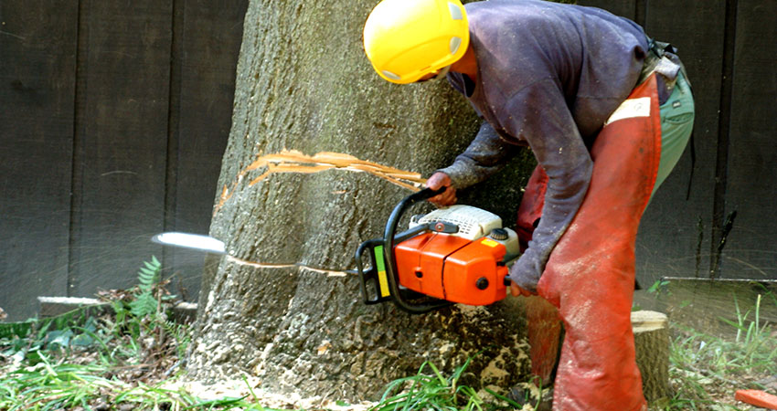 Tips to start your own tree removal company