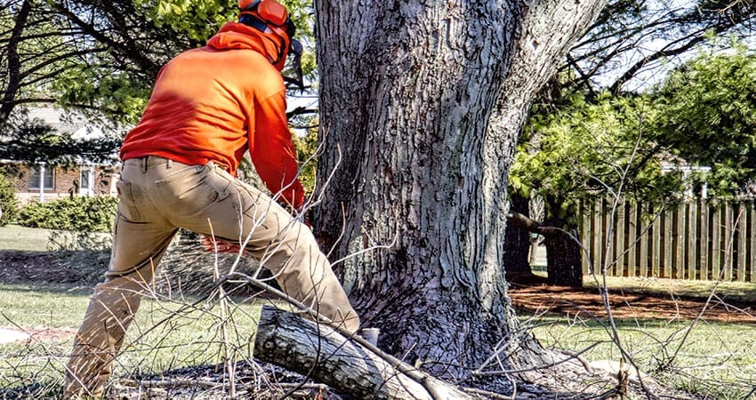 How to cut a tree?